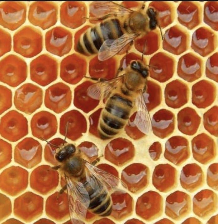 honey bees on the comb